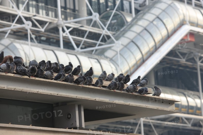 France, ile de france, paris 4 arrondissement, beaubourg, centre pompidou, architectes renzo piano et richard rogers, facade, chenille, pigeons sur l'espace brancusi.
Date : 2011-2012