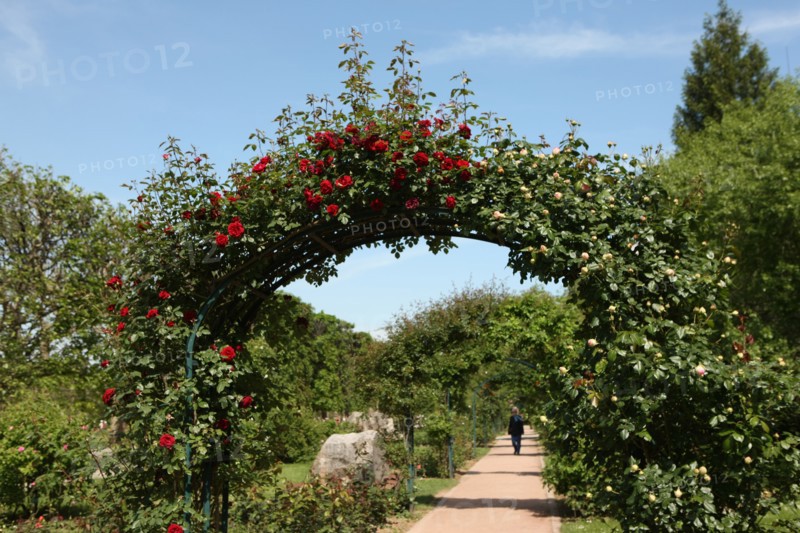 France, ile de france, paris 5e arrondissement, jardin des plantes, allee, rosier.
Date : 2011-2012