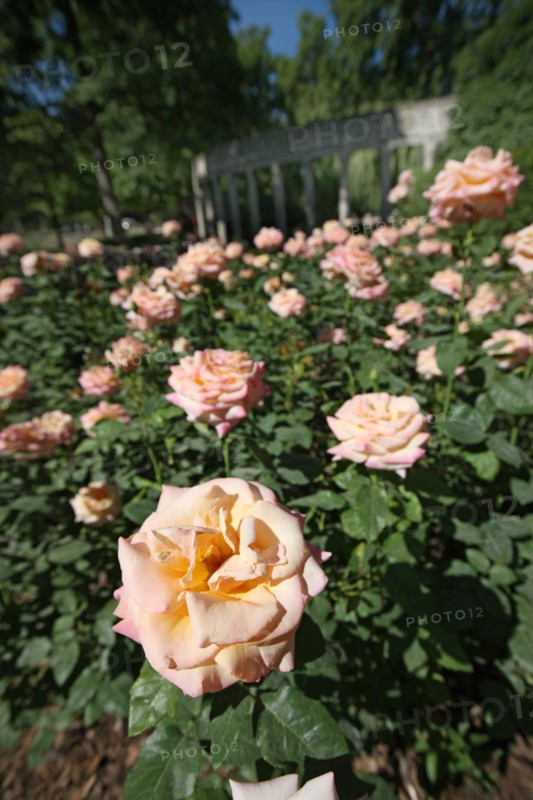 France, ile de france, paris, 8e arrondissement, parc monceau, jardin public, la naumachie, roses

Date : 2011-2012