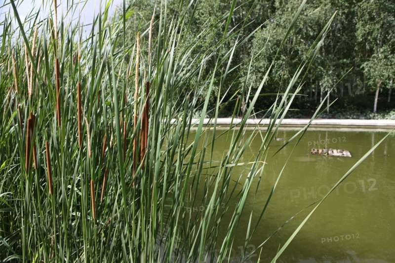 France, ile de france, paris, 12e arrondissement, bercy, parc de bercy, plan d'eau et oiseaux, roseaux

Date : 2011-2012