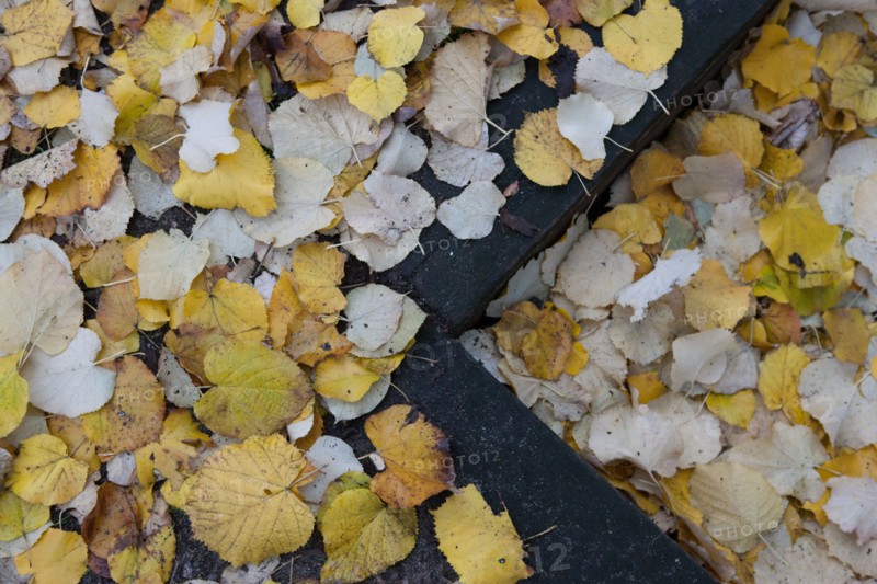 france, region ile de france, paris 7e arrondissement, rue de l'universite, esplanade des invalides, feuilles tombant des arbres, automne, feuilles jaunes,