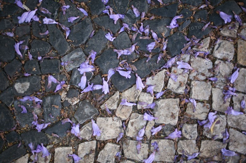 portugal, lisbonne, lisboa, signes de ville, lorgo do carmo,  paves, fleurs tombees des arbres, bairro alto, place, sol, voirie
Date : septembre 2011