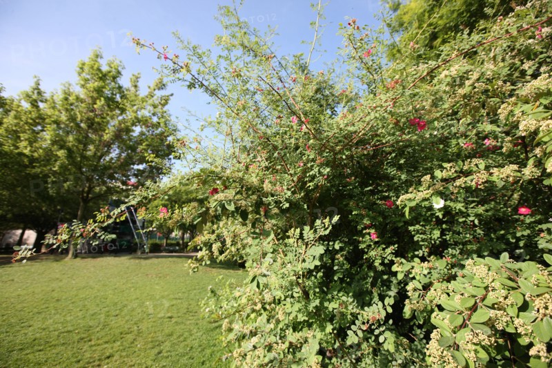 France, ile de france, paris 13e arrondissement, 22 Rue Pierre Gourdault, square heloise et abelard, jardin public,


Date : 2011-2012
