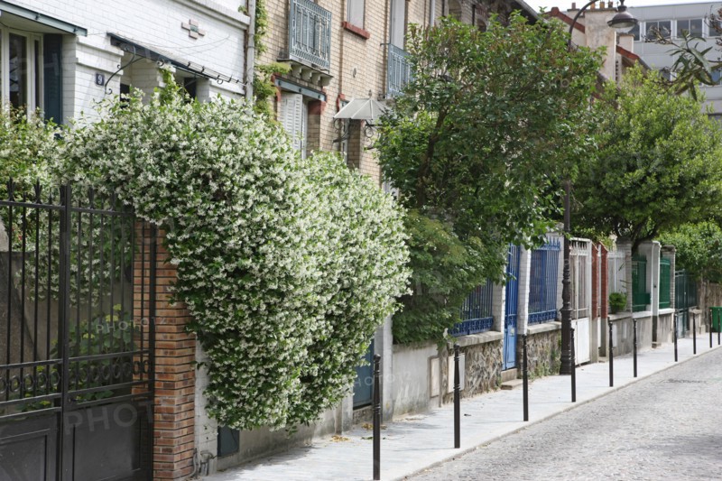 France, ile de france, paris, 13e arrondissement, villa daviel, maisons individuelles avec jardin,  la butte aux cailles,


Date : 2011-2012