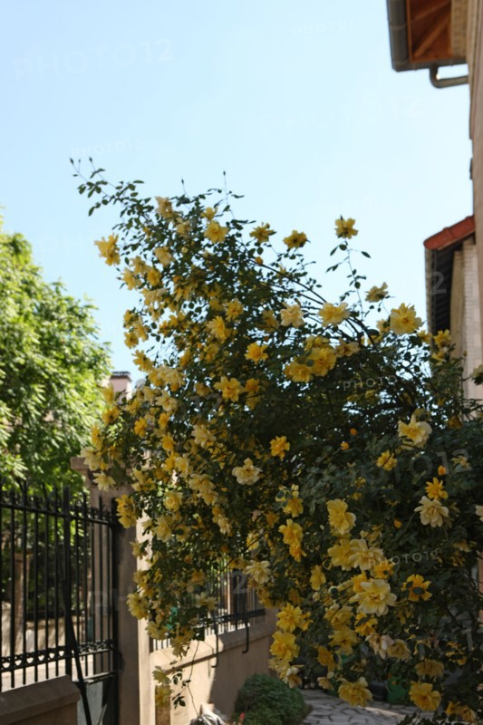 France, ile de france, paris 13e arrondissement, butte aux cailles, villa daviel, maisons et jardins, pavillons pres de la petite alsace,


Date : 2011-2012