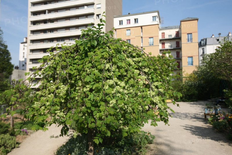 France, ile de france, paris 20e arrondissement, rue michel de bourges, square casque d'or, jardin public, fleurs, simone signoret, jacques becker, film,