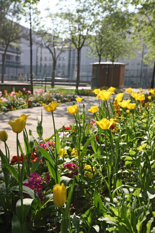 France, ile de france, paris 20e arrondissement, rue michel de bourges, square casque d'or, jardin public, fleurs, simone signoret, jacques becker, film,