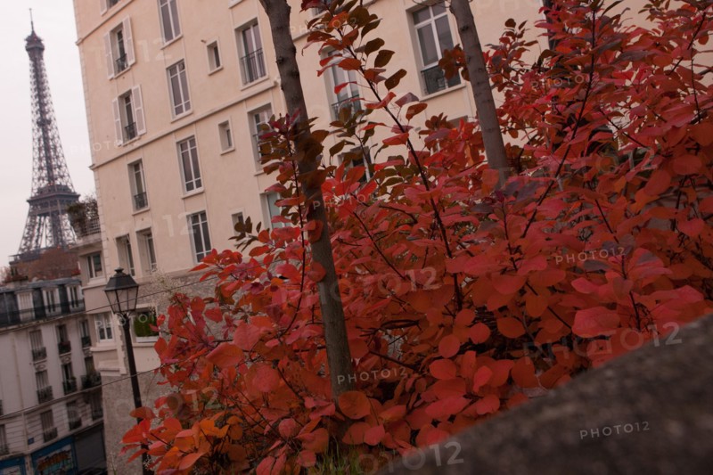 France, Region Ile de France, Paris, 16e arrondissement, avenue du President Wilson, l arbre et la ville, matin, automne, Tour Eiffel,