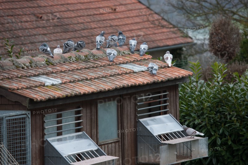 France, Region Ile de France, Hauts de Seine, Suresnes, fort du Mont Valerien, musee de la colombophilie militaire, pigeons, armee, defense, vaillant,