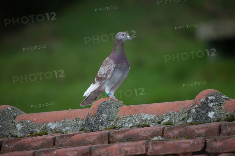France, Region Ile de France, Hauts de Seine, Suresnes, fort du Mont Valerien, musee de la colombophilie militaire, pigeons, armee, defense, vaillant,