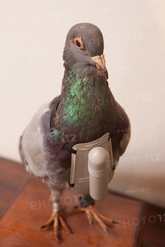 France, Region Ile de France, Hauts de Seine, Suresnes, fort du Mont Valerien, musee de la colombophilie militaire, pigeons, armee, defense, vaillant,