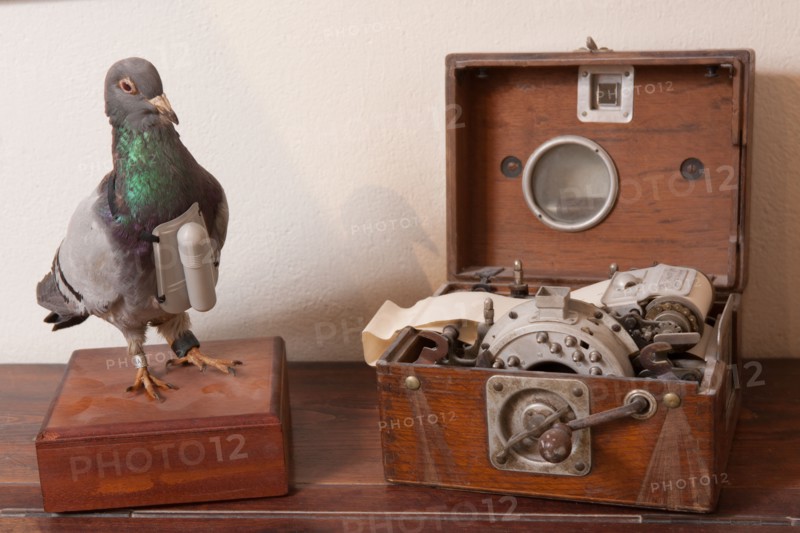 France, Region Ile de France, Hauts de Seine, Suresnes, fort du Mont Valerien, musee de la colombophilie militaire, pigeons, armee, defense, vaillant,
