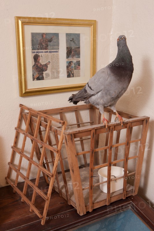 France, Region Ile de France, Hauts de Seine, Suresnes, fort du Mont Valerien, musee de la colombophilie militaire, pigeons, armee, defense, vaillant,