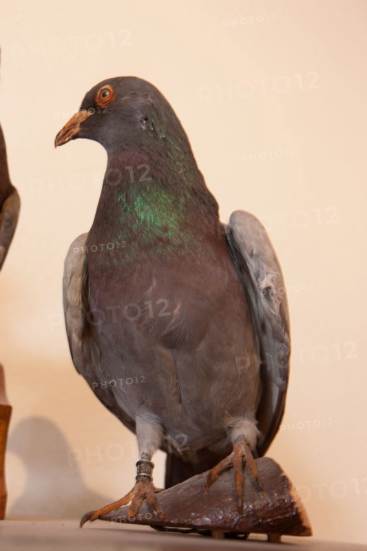 France, Region Ile de France, Hauts de Seine, Suresnes, fort du Mont Valerien, musee de la colombophilie militaire, pigeons, armee, defense, vaillant,