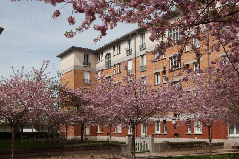 France, Region Ile de France, Hauts de Seine, Suresnes, cite jardin, arbres en fleur,