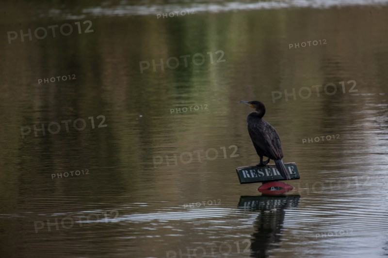 France, Region Ile de France, Hauts de Seine, Ville d'Avray, 53 rue de Versailles, Etangs de Corot, oiseau, cormoran,
