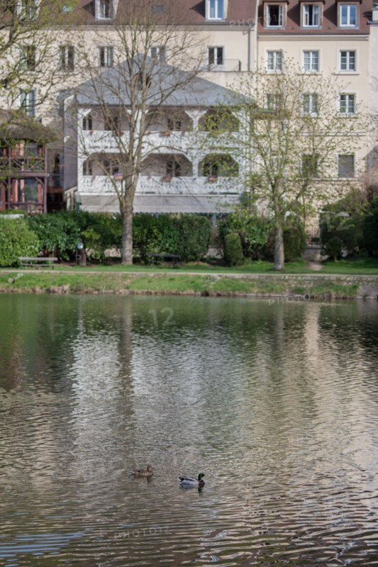 France, Region Ile de France, Hauts de Seine, Ville d'Avray, 53 rue de Versailles, Etangs de Corot, oiseau, heron cendre,