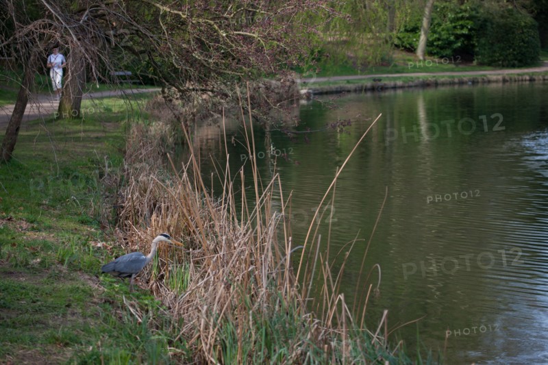 France, Region Ile de France, Hauts de Seine, Ville d'Avray, 53 rue de Versailles, Etangs de Corot, oiseau, heron cendre,
