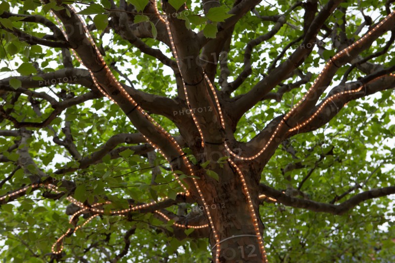Allemagne, Germany, Berlin, Scheunenviertel, quartier des Granges, arbre et guirlandes lumineuses,