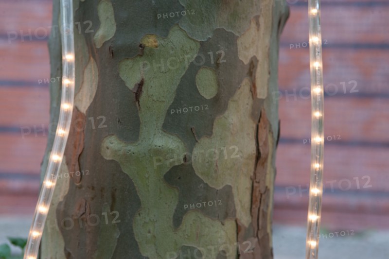 Allemagne, Germany, Berlin, Scheunenviertel, quartier des Granges, arbre et guirlandes lumineuses,