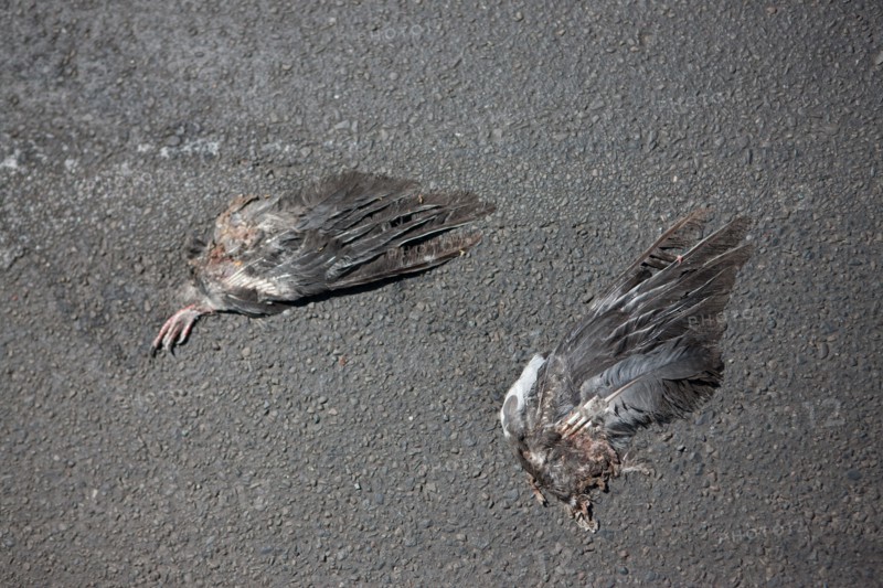 Allemagne (Germany), Berlin, Friedrichshain, immeuble, ancien Berlin Est, ailes d'oiseaux morts sur le trottoir,