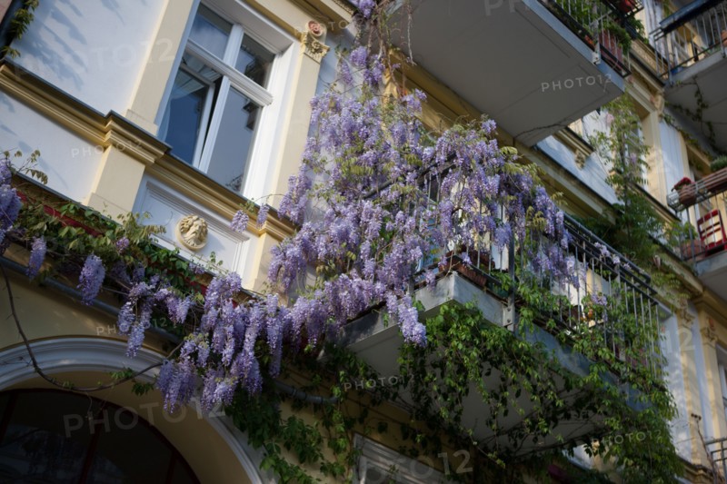 Allemagne (Germany), Berlin, Prenzlauer Berg, Oderberger Strasse, glycine,