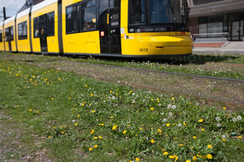 Allemagne (Germany), Berlin, Alexanderplatz, arret du tramway, transport, herbe