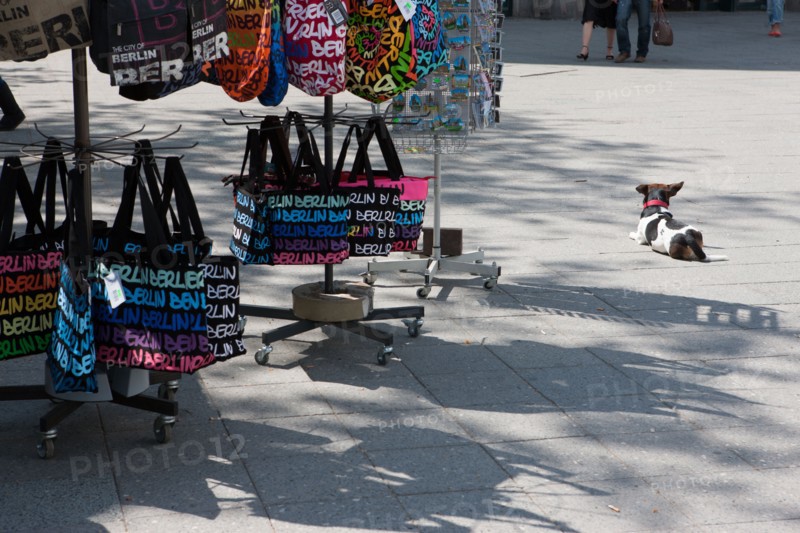 Allemagne (Germany), Berlin, Charlottensburg, immeubles, urbanisme, touristes, chien,