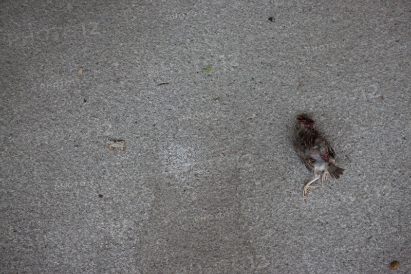Allemagne (Germany), Berlin, Museuminsell (Ile aux Musees), moineau mort,