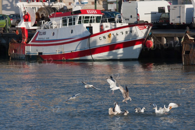 France, region Basse Normandie, Calvados, Cote fleurie, Trouville-sur-Mer, port, chalutiers a quai, mouettes, eau, la Touques,