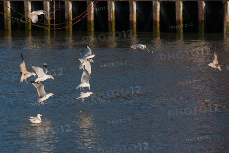 France, region Basse Normandie, Calvados, Cote fleurie, Trouville-sur-Mer, port, chalutiers a quai, mouettes, eau, la Touques,