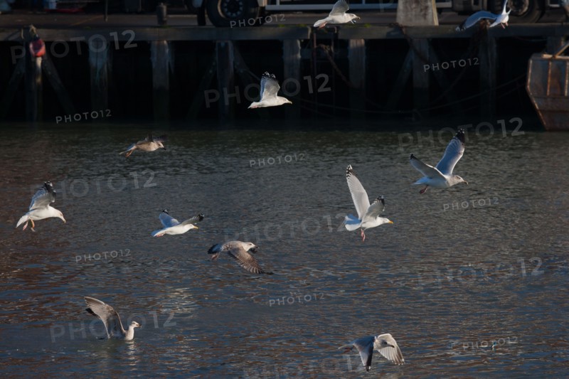 France, region Basse Normandie, Calvados, Cote fleurie, Trouville-sur-Mer, port, chalutiers a quai, mouettes, eau, la Touques,
