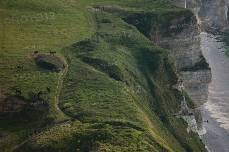 France, region Haute Normandie, Seine Maritime, pays des hautes falaises, Etretat, Valleuse d'Antifer, le tilleul,