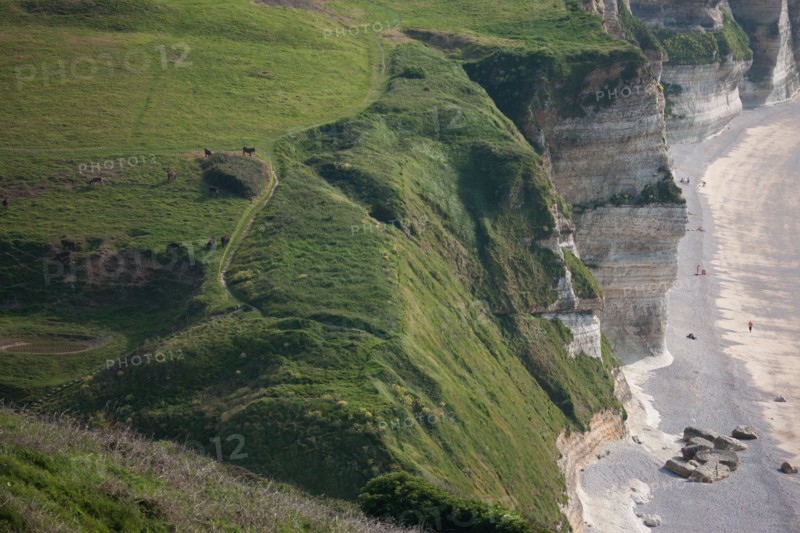 France, region Haute Normandie, Seine Maritime, pays des hautes falaises, Etretat, Valleuse d'Antifer, le tilleul,