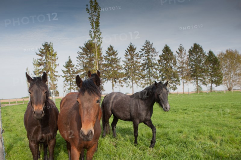 France, Haute Normandie, Eure, Beaumontel, Gite et Compagnie des Petits Champs,