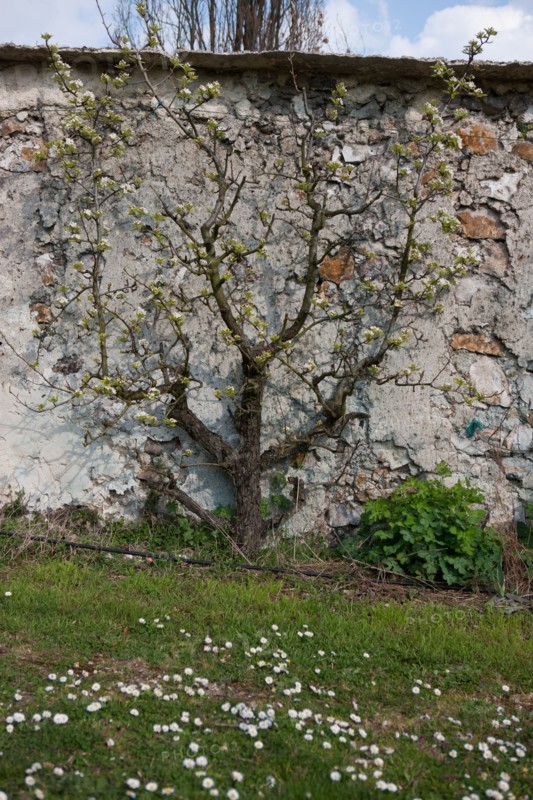 France, Ile de France, Seine-Saint-Denis, Montreuil-sous-Bois, 4 rue du Jardin Ecole, horticulture, Societe Regionale d'Horticulture de Montreuil, SRHM, murs a peches.