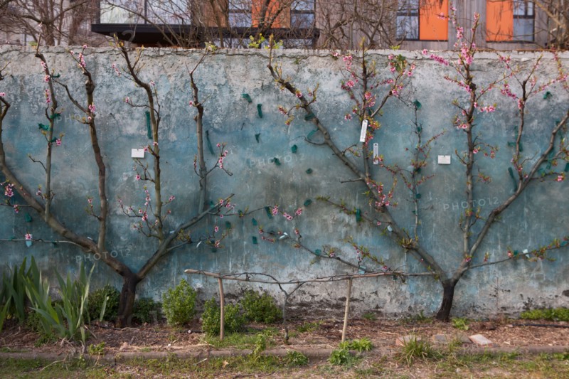 France, Ile de France, Seine-Saint-Denis, Montreuil-sous-Bois, 4 rue du Jardin Ecole, horticulture, Societe Regionale d'Horticulture de Montreuil, SRHM, murs a peches.