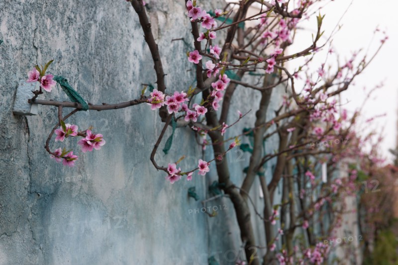 France, Ile de France, Seine-Saint-Denis, Montreuil-sous-Bois, 4 rue du Jardin Ecole, horticulture, Societe Regionale d'Horticulture de Montreuil, SRHM, murs a peches.