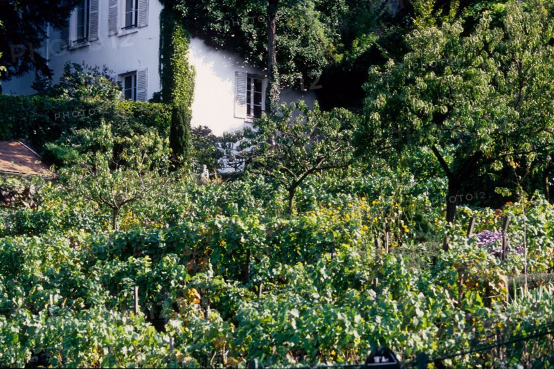 France, Ile de France, Paris 18e arrondissement, rue Saint-Vincent, vignes de Montmartre, raisin, vignoble,