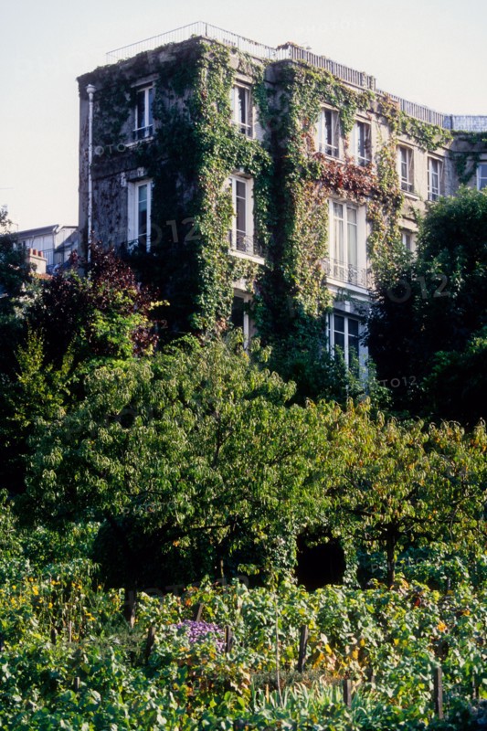 France, Ile de France, Paris 18e arrondissement, rue Saint-Vincent, vignes de Montmartre, raisin, vignoble,