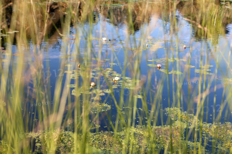 France, région Pays de la Loire, Loire Atlantique, Pornic, ria de Pornic, jardin paysagé.