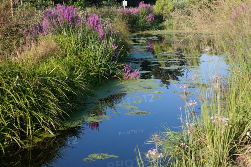France, région Pays de la Loire, Loire Atlantique, Pornic, ria de Pornic, jardin paysagé.