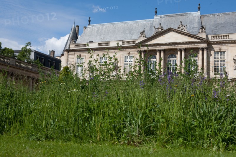 France, Région Ile de France, Paris 3e arrondissement, le Marais, jardin de l'Hôtel de Soubise, pelouse partiellement fauchée,