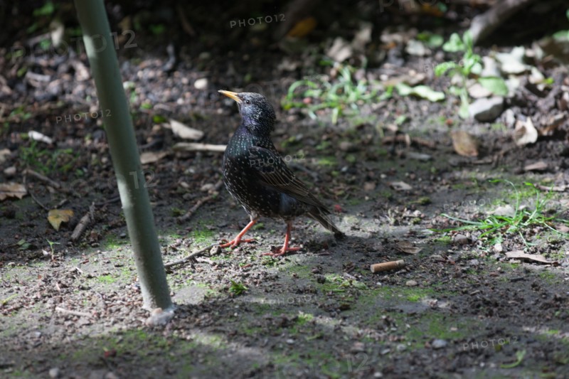 France, Région Ile de France, Paris 6e arrondissement, Jardin du Luxembourg, petit oiseau,