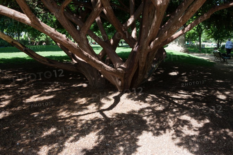 France, Région Ile de France, Paris 8e arrondissement, Parc Monceau, platane d'orient, arbre remarquable,