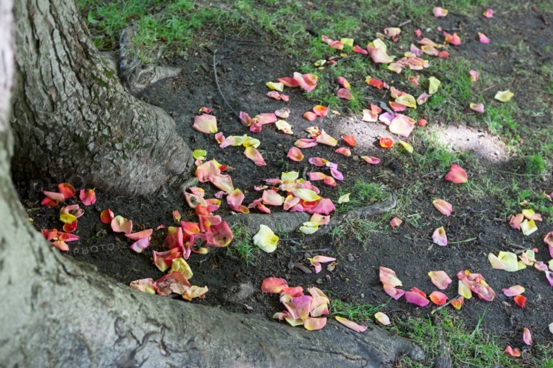 France, Région Ile de France, Paris 8e arrondissement, Parc Monceau, pétales de fleurs au pied d'un platane,