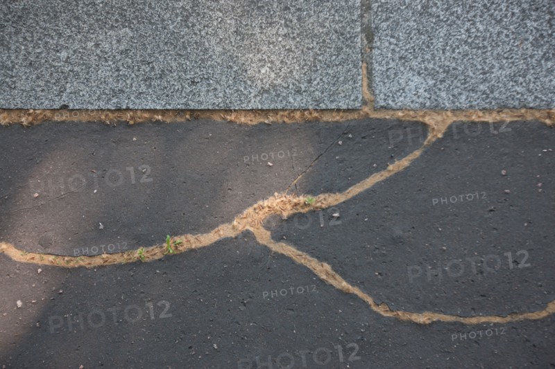 France, Région Ile de France, Paris 12e arrondissement, Quai de Bercy, trottoir près du Parc de Bercy, pollen dans les fissures du trottoir,