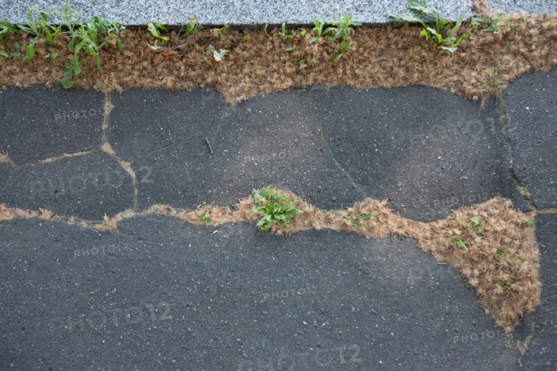 France, Région Ile de France, Paris 12e arrondissement, Quai de Bercy, trottoir près du Parc de Bercy, pollen dans les fissures du trottoir,