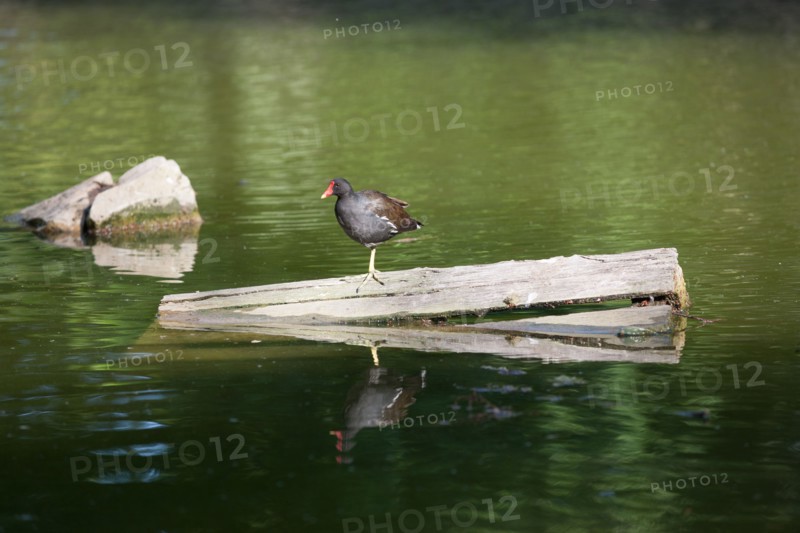 France, Région Ile de France, Paris 12e arrondissement, Parc de Bercy, étang, réserve d'oiseaux,