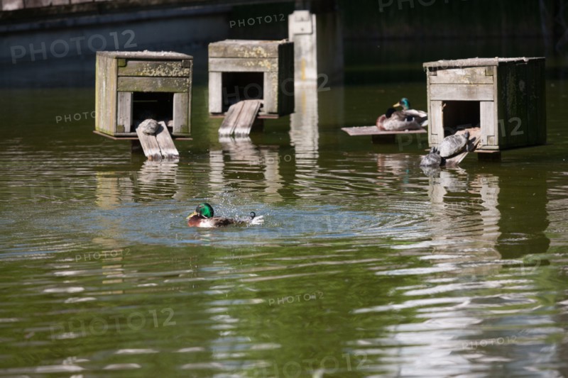 France, Région Ile de France, Paris 12e arrondissement, Parc de Bercy, étang avec canards et tortues,